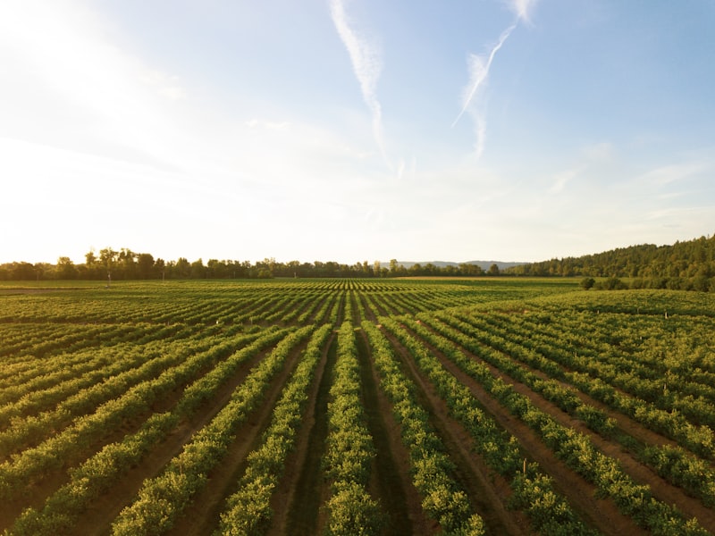 Sunrise AgriTech